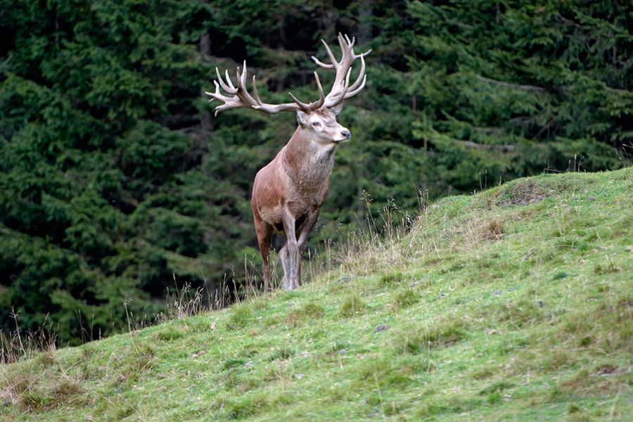 Wildpark Ferleiten